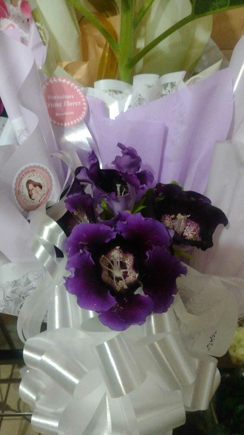 Vaso de Gloxínia - comprar online