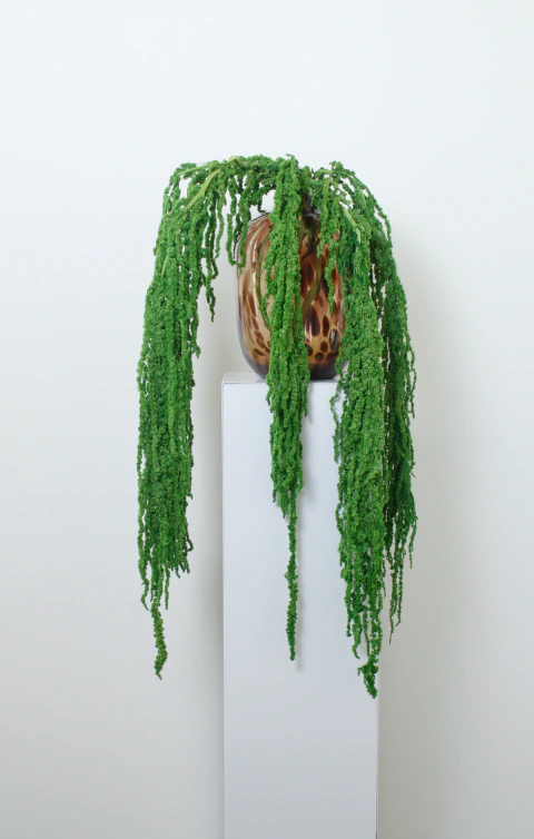 Imagen de Amaranthus