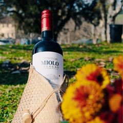 Vinho Miolo Seleção Touriga Tempranillo Tinto Garrafa 750ml - comprar online