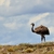 Calafate | Safari Experience - turisteandobuenosaires