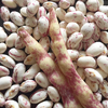 poroto coco rosa
