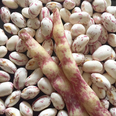 poroto coco rosa