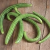 pepino serpiente pintada