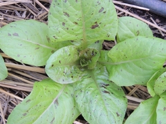 lechuga moteada