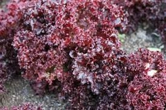 lechuga lolita