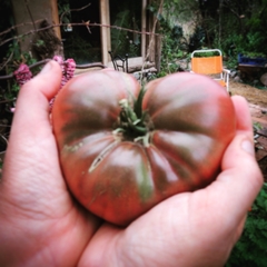 tomate cherokee purple