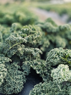 kale rizada azul