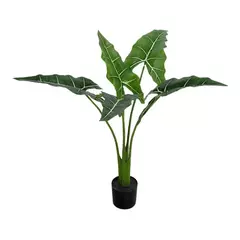 Planta lilio de cala