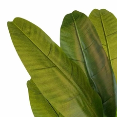 Planta banana - comprar online