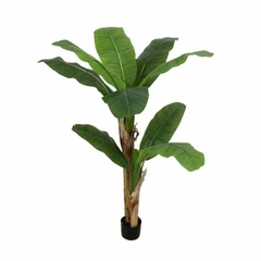 Planta banana