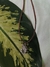 Choker Sea en internet