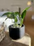 Maceta gracia 12x15 negra mate