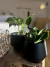 Maceta gracia 12x15 negra mate - Pachira