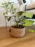 Canasto Amelia seagrass - comprar online