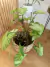 Canasto Amelia seagrass en internet
