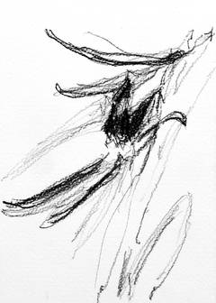 Sauce #13, 2015. Carbón sobre papel. 21x15 cm.