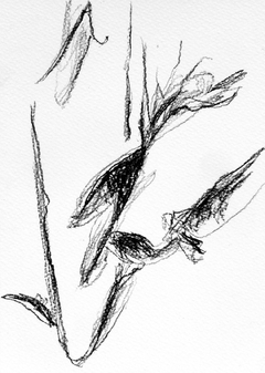 Sauce #11,  2015. Carbón sobre papel. 21x15 cm.
