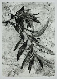 Arborescencia #18, 2018.