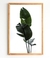 STRELITZIA