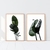 STRELITZIA en internet