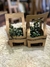 Planta green sprout
