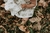 Vestido Azucena (Abejas) en internet