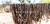 Banner de suspiros del monte