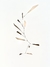 Móbile Gehry Champagne - Mova Mobiles