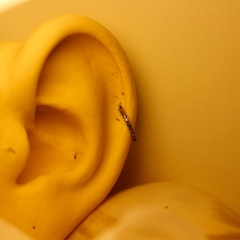 Argola Clicker Textura Lateral (Piercing Helix | Cartilagem) - Galaxy Piercings