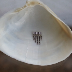 Imagem do Labret Chapa Texturizada Correntes (Orelha)