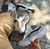 VANS ULTRARANGE VR3 ONÇA - comprar online