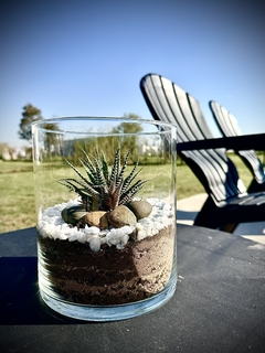 Terrario Cilíndrico Suculentas - Haworthia fasciata en internet