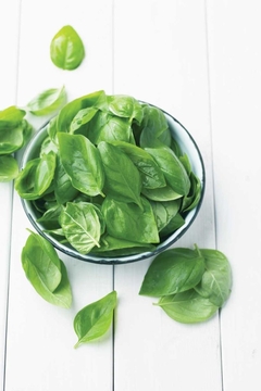 Albahaca