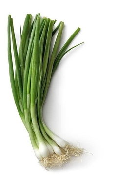 Cebolla de verdeo