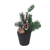 MACETA CON ARBOL DE NAVIDAD 25 CM - Bazar Mandarin