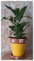 Vaso de cerâmica decorado - Altura 20,5 cm , largura 23 cm, peso 3,300 kg.