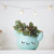CACTUS CARITA AQUA - APA LA PAPA