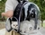 Mochila Transportadora para Mascotas Cápsula Waggs TMAS01