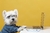 Quadro Cachorro na internet