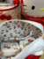 Estojo nessessaire Hello Kitty - Lady Goth