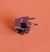 Boton 6x6x5 mm - Modelo 21 - 4 patas - comprar online