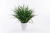 Planta Palmeira - P na internet