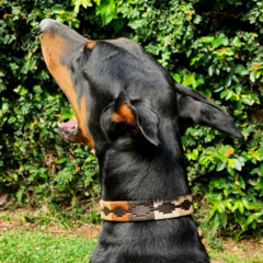 Banner de la categoría Mascotas