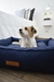 Banner de Upper Dog • Camitas para Ellos