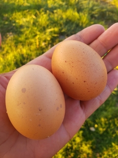MAPLE - Huevos Extra Grandes