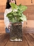 TERRARIO GRECIA L + SYNGONIUM - comprar online