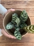 TERRARIO MÓNACO M + CALATHEA - tienda online