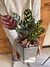TERRARIO MÓNACO M + CALATHEA - comprar online