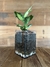 TERRARIO GRECIA L + MARIANA - comprar online