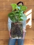 TERRARIO GRECIA L + SYNGONIUM en internet